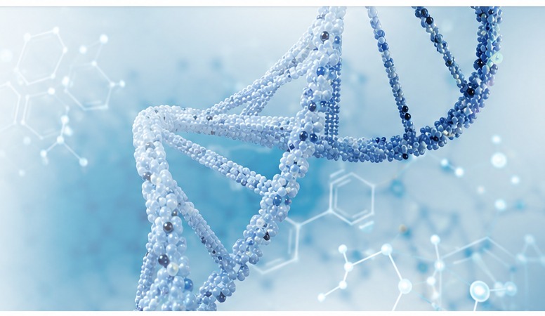 Molecular model of a DNA double helix